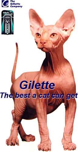 cat-gilette.jpg
