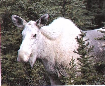 Albino-WhiteMoose.jpg