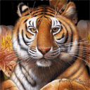 10.gif