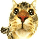 11.gif
