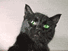 3363ac345d0e.gif