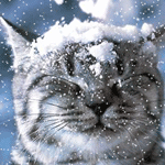 1cb0531fa41c.gif