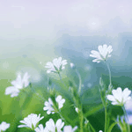 ec2413ed8c85.gif
