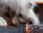 0fe321e020ca.gif