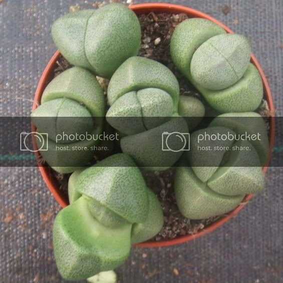 Pleiospilos_nelii.jpg