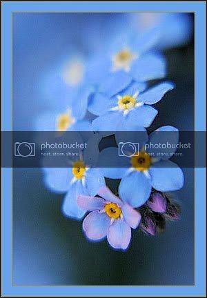 blue_flowers.jpg