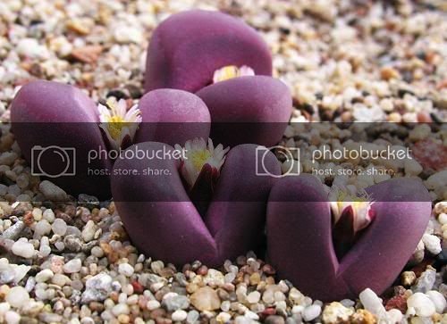 Lithops_optica_cv_Rrubra_2.jpg