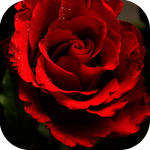50962081_1257771034_4.png
