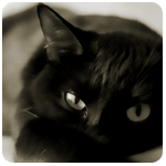 60573019_220d4c94f8a4.gif