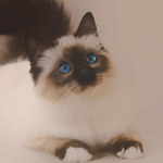60582606_bdba8f3e7030.gif