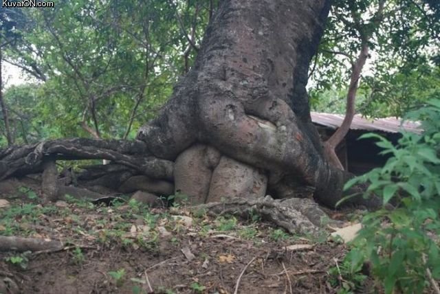 dirty_mind_tree.jpg