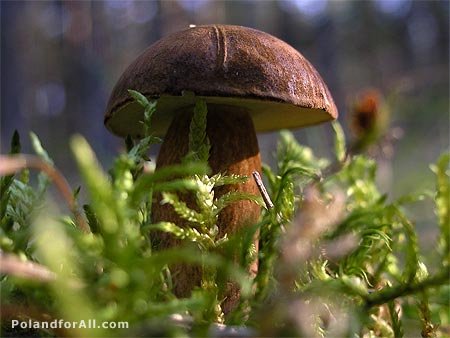 polish-mushrooms-boletus-scaber-leccinum-scabrum.jpg