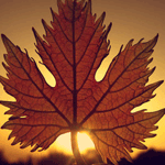 13c44ca879e2.gif