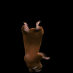 55b17d13c2e9.gif
