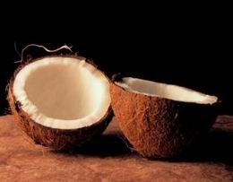 Cocos%20nucifera%207.jpg