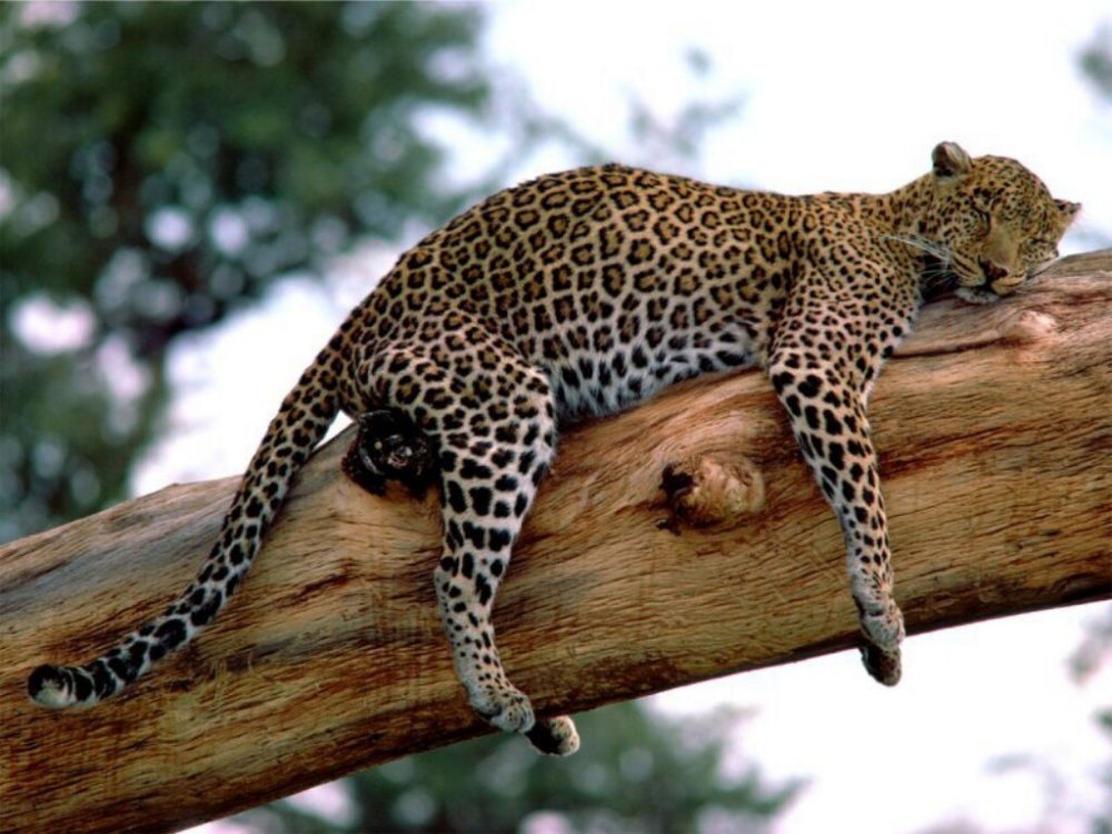Long%20Week,%20Leopard,%20Tanzania.jpg