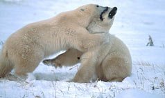 med_polar_bears_playing.jpg