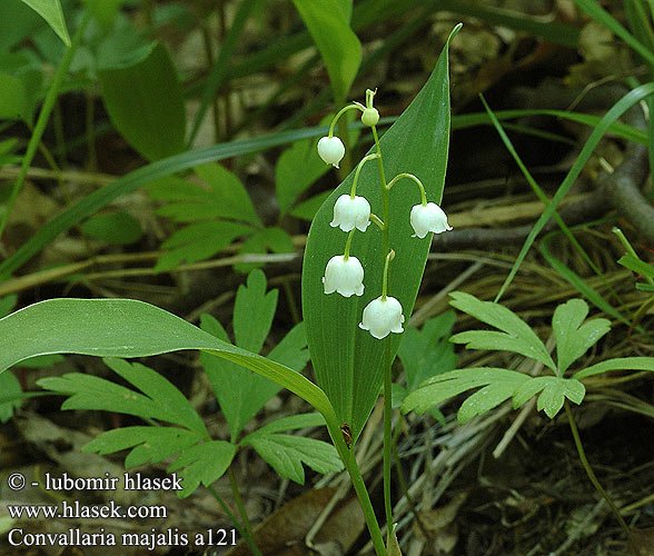 convallaria_majalis_a121.jpg