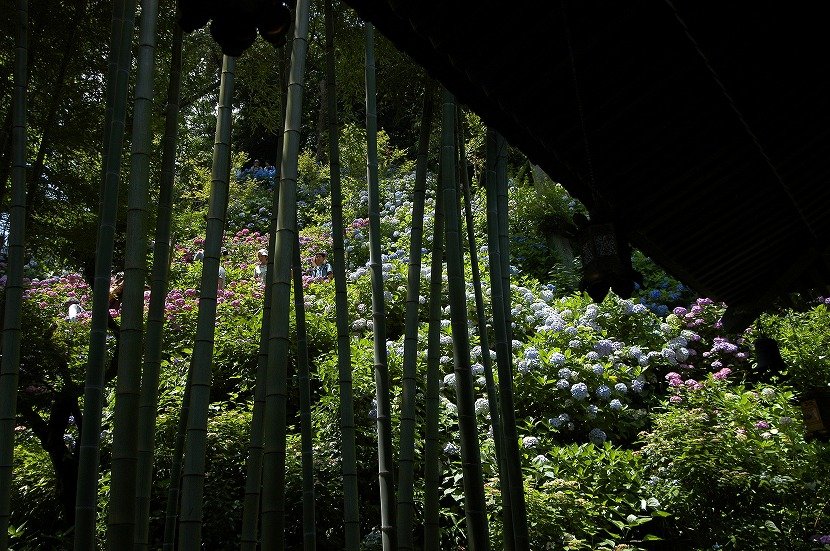 photo_shokano_hasedera.jpg