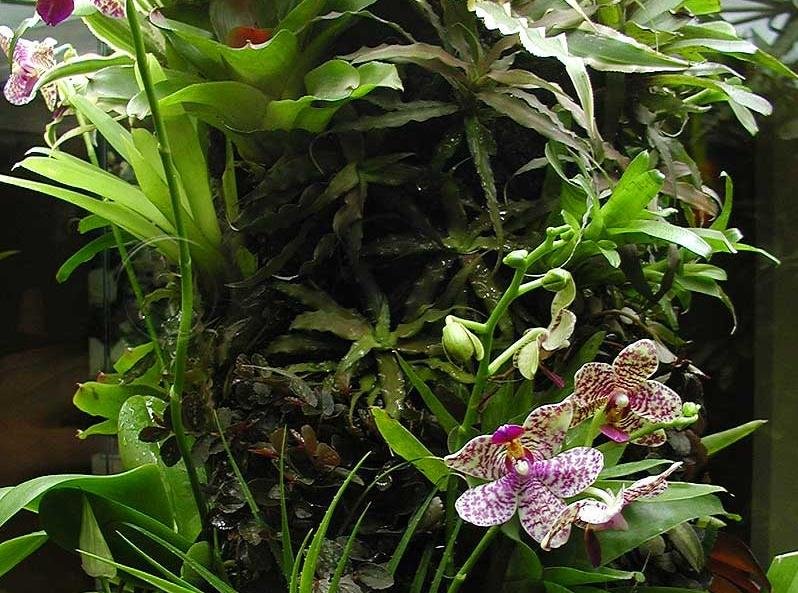 20071216_orchidariumas-int.jpg