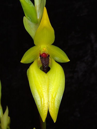20090609_bulbophyllum_carunculatum.jpg