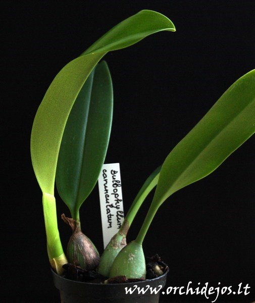 20090628_bulbophyllum_carunculatum.jpg