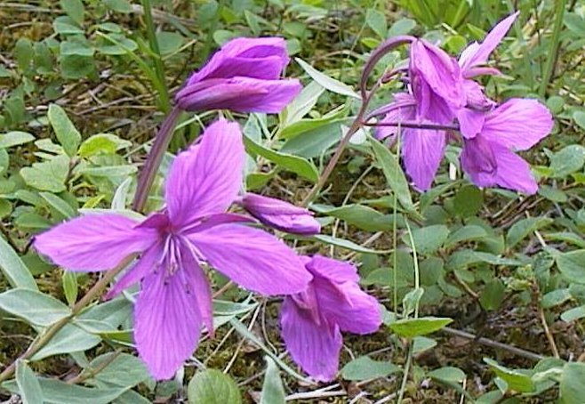 tundra-fireweed.JPG