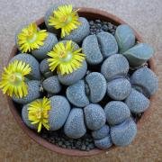 zywe-kamienie-kamyk-litops-lithops_4742_thumb.jpg