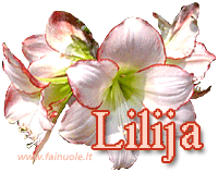 lilija.gif